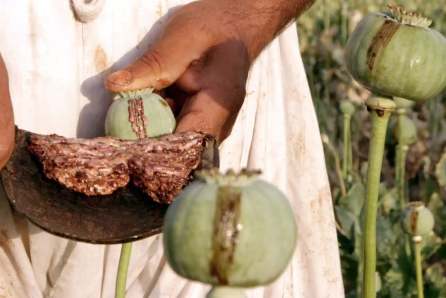 Heroin Opium Taliban Afghanistan