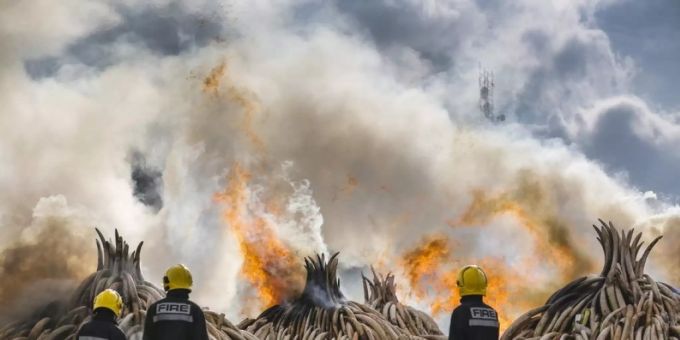 Verbrennung von beschlagnahmtem Elfenbein in Kenia. Obwohl niemand Elfenbein braucht ausser Elefanten, boomt der illegale Handel weiter. Es ist einer der Hauptgründe für das Verschwinden Zehntausender Elefanten jedes Jahr. Dabei sind Elefanten exzellente Klimahelfer (Archivbild). elefant klima elfenbein