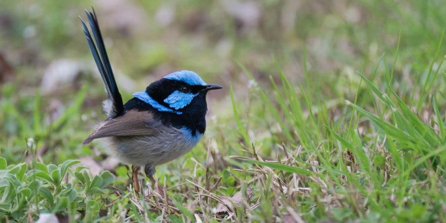 Vögel Melodie Kommunikation