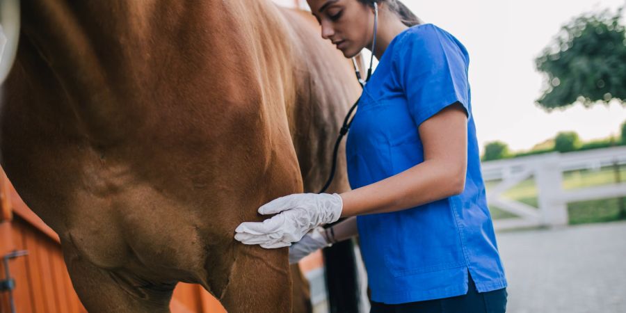 Eine Arthritis beim Pferd ist eine Entzündung eines Gelenks.