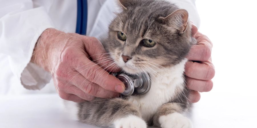 Je nach Symptomen Ihrer Katze ist ein Arztbesuch sinnvoll.