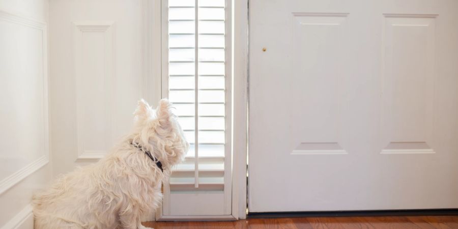 Bleibt Ihr Hund auch alleine zu Hause ruhig und entspannt, dann hat er volles Vertrauen zu Ihnen.