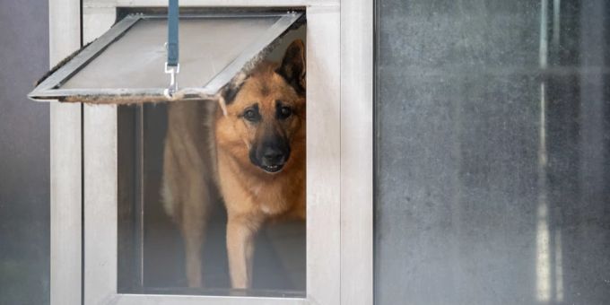In Bern - Frau streichelt fremden Hund, der beisst zu – Freispruch