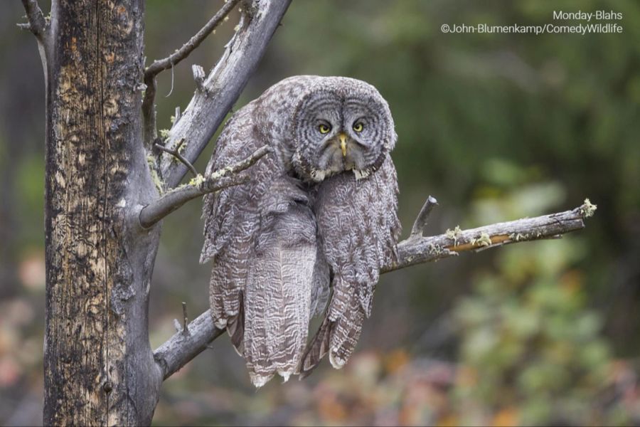 tierfotos comedy wildlife photography awards 2023