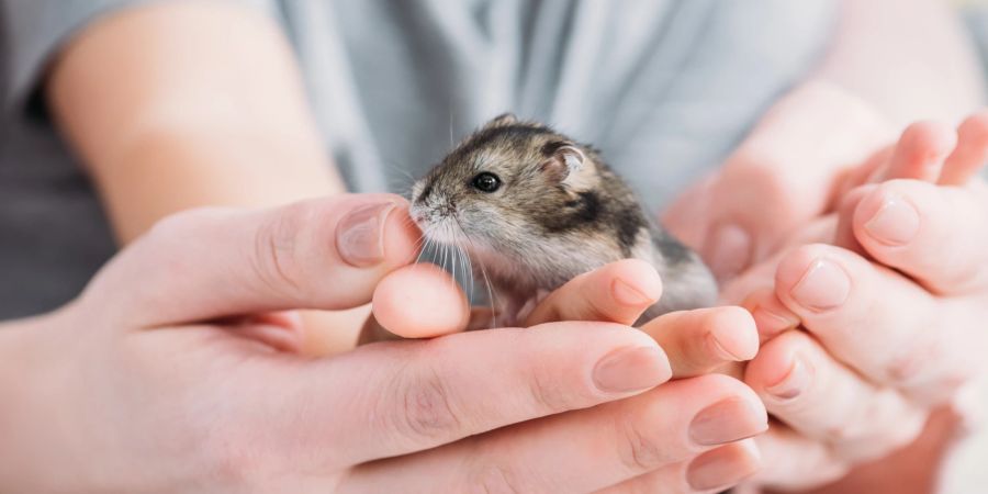 Hamster in Hand