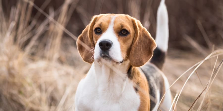 Beagle Portrait