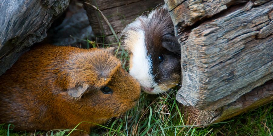 Zwei Meerschweinchen Holz Wiese