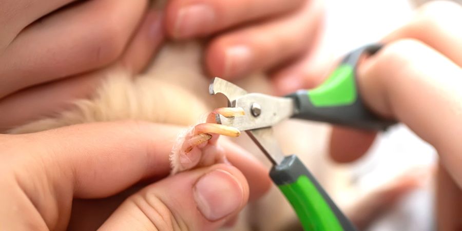 Meerschweinchennagel wird geschnitten