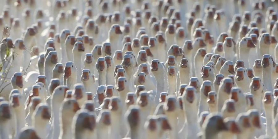 Verbraucher dürfen in diesem Jahr mit leicht sinkenden Preisen für tiefgekühlte Gänse rechnen, aber für frische Freilandware aus Deutschland etwas tiefer in die Taschen greifen. Foto: Matthias Bein/dpa-Zentralbild/dpa
