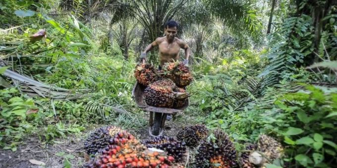 In vielen Ländern wie Indonesien musste Regenwald für Ölpalmen weichen. palmöl