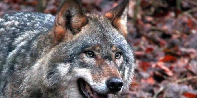 Glarner Wölfe haben bisher lediglich fünf Schafe gerissen. Im Winter dürften Wölfe auch in Dorfnähe aufkreuzen, wenn sie ihrer bevorzugten Beute, den Rothirschen, Rehen und Gämsen, folgen. (Symbolbild) Glarner Wölfe haben bisher lediglich fünf Schafe gerissen. Im Winter dürften Wölfe auch in Dorfnähe aufkreuzen, wenn sie ihrer bevorzugten Beute, den Rothirschen, Rehen und Gämsen, folgen. (Symbolbild)