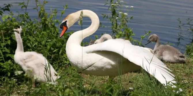 Schwan vogelgrippe h5n1