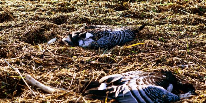 Vorsicht geboten - Geflügelpest erreicht Bayern