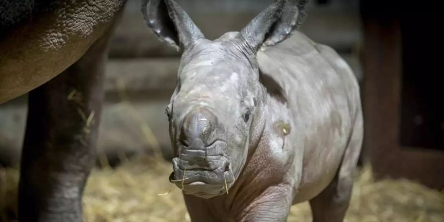 Das Breitmaulnashorn-Baby in Hodenhagen hat schon einen Namen: Salma. Foto: Asta Knoth/Serengeti-Park Hodenhagen/dpa