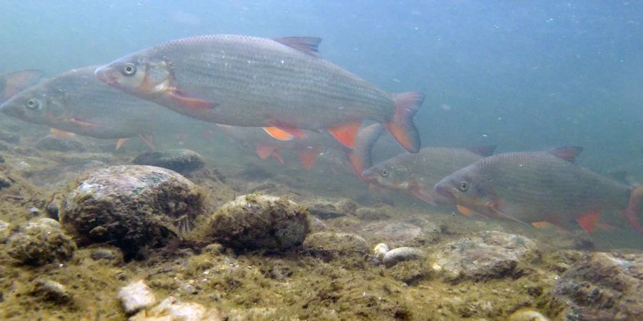 Nasen Fisch
