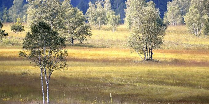 Die Schweiz hat zu wenig Schutzgebiete für die Biodiversität: Das Rothenturm-Moor im Herbst. (Archivbild) Schutzgebiet Schutzfläche Schweiz