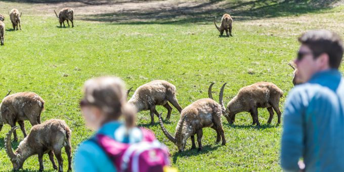 In Pontresina stehen die Chancen auf Steinbockbegegnungen gut. Steinböcke in Pontresina