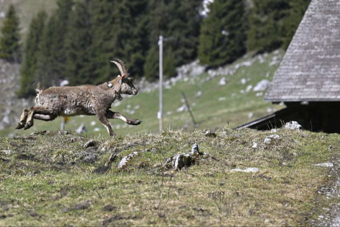 Ein Steinbock, der letztes Jahr am Stockhorn im Rahmen des Projekts ausgewildert wurde. steinbock