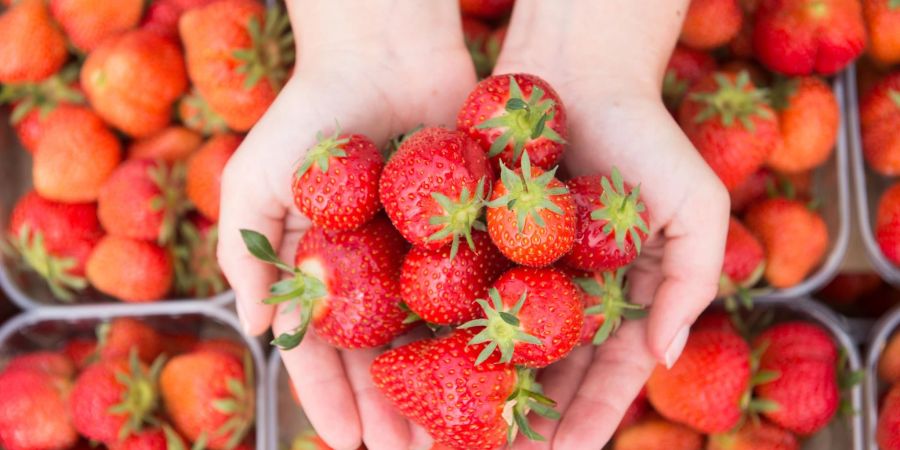 «Öko-Test» rät, auf heimische Erdbeeren zu warten. Ein Test zeigt: Weitgereiste Früherdbeeren sind problematisch, was die Ökobilanz und auch die Belastung mit Pestiziden betrifft.