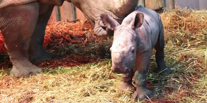 Breitmaulnashorn-Dame Shakina mit ihrem Nachwuchs. nashorn