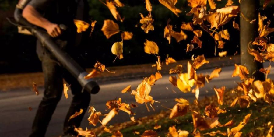 Ein Mann entfernt auf einem Hamburger Friedhof mit einem Laubbläser herbstlich verfärbte Blätter. Foto: Daniel Bockwoldt/dpa