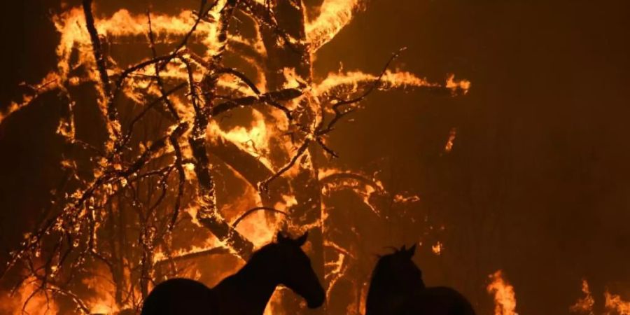 Zwei Pferde stehen auf ihrer Koppel, Feuer lodern im Hintergrund. Foto: Dan Himbrechts/AAP/dpa