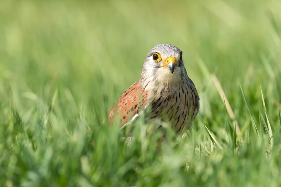 Turmfalke