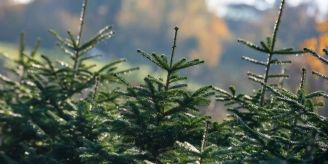 Gemeinde - Oberlunkhofen: Weihnachtsbaumabgabe