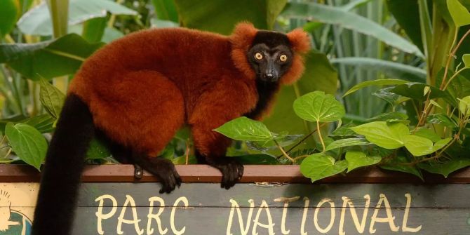 Zoo Zürich erhält Naturschutzpreis