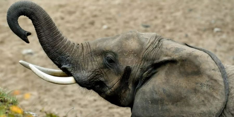 Tiere in bretonischem Zoo können auf Freiheit hoffen