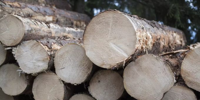 Holz in einem Wald. (Archiv) holz