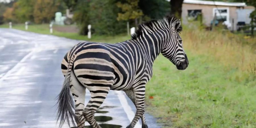 Das Zebra war mit einem Artgenossen in der Nacht aus dem Zirkus in Tessin ausgebüxt. Foto: Bernd Wüstneck/dpa-Zentralbild/dpa