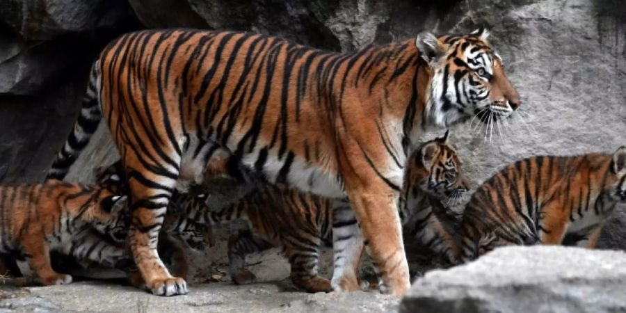 Sumatra-Tiger im Berliner Tierpark