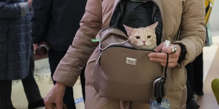 Tatsächlich landen auch immer mehr Tiere mit Verhaltensauffälligkeiten bei der Tierpsychologin. (Symbolbild)