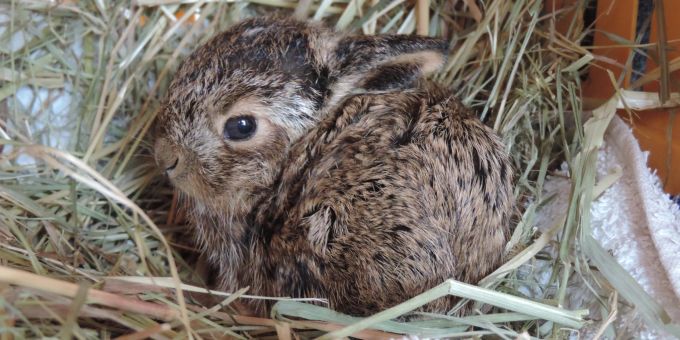 Kaninchen sollten nicht als lebendes Geschenk im Osternest landen. Tierschutz
