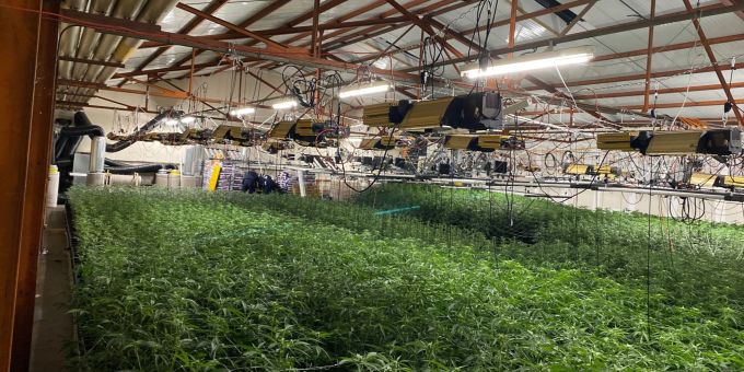 In Brislach BL wurde eine Hanf-Indooranlage mit über 4000 Hanfpflanzen ausgehoben. Brislach BL