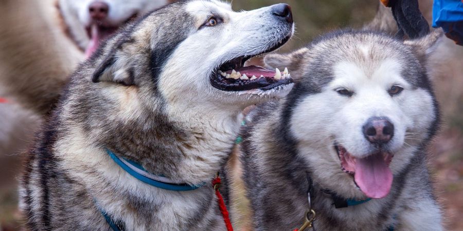 Sieben Alaskan-Malamutes Schlittenhunde von Alexandra Krüger, deutsche Meisterin im Schlittenhunderennen.