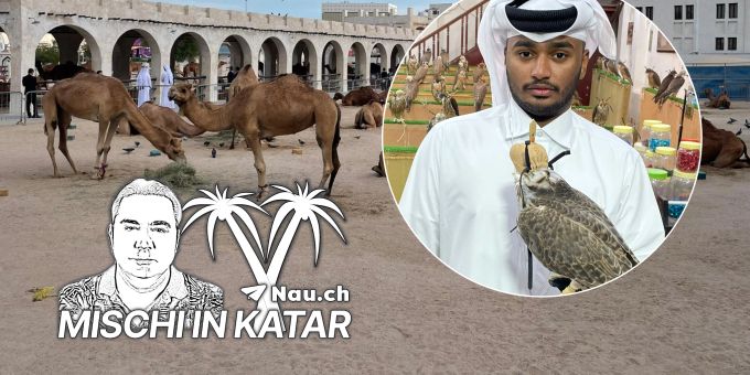 Mischi in Katar - Von Dromedaren bis Falken – ein Besuch auf dem Basar