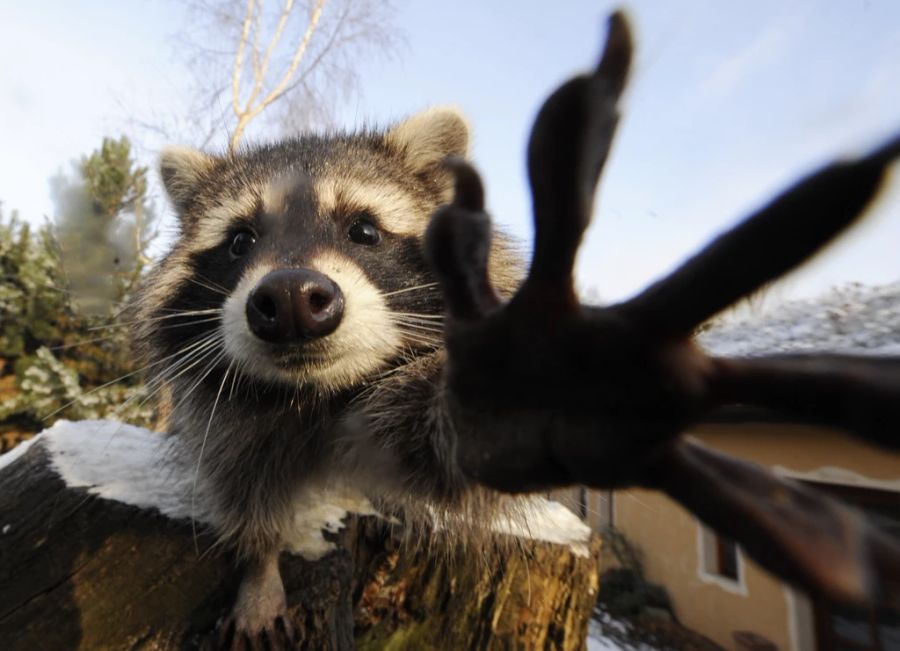 Die neugierigen Tiere gelten als invasive Art.