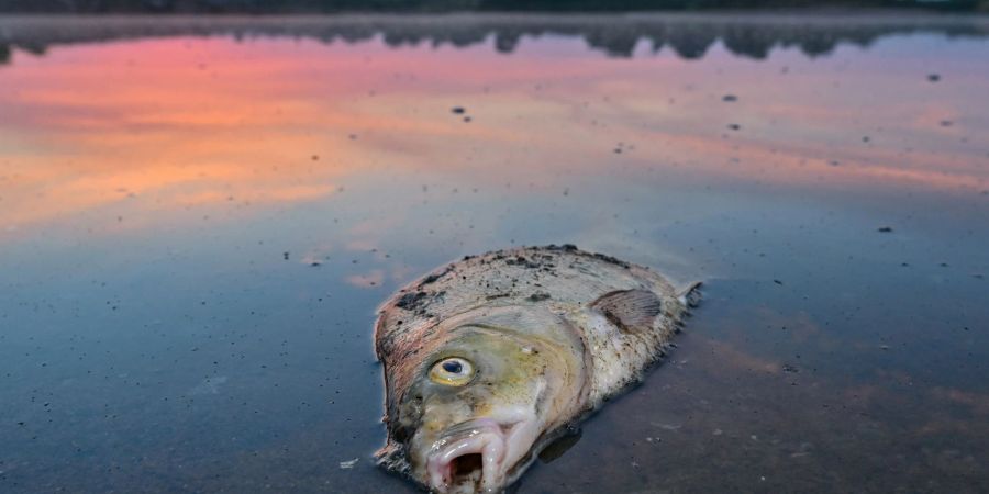Unzählige Fische sind in der Oder verendet.