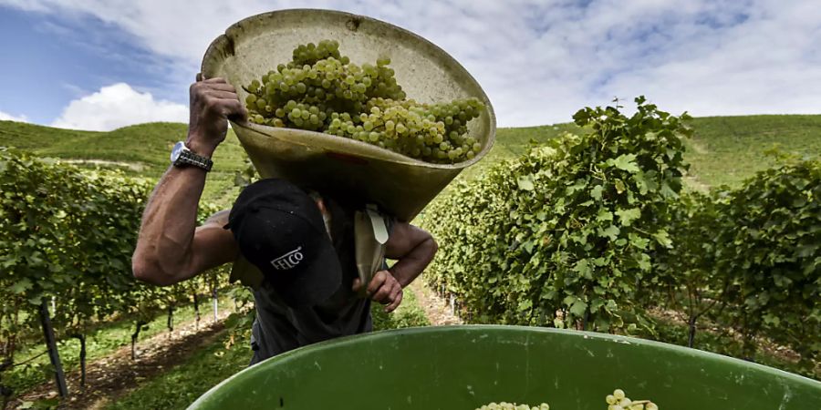 Die Walliser Weinbauern haben 2020 eine qualitativ gute Traubenernte eingefahren. Die Menge war hingegen unterdurchschnittlich. (Archivbild)