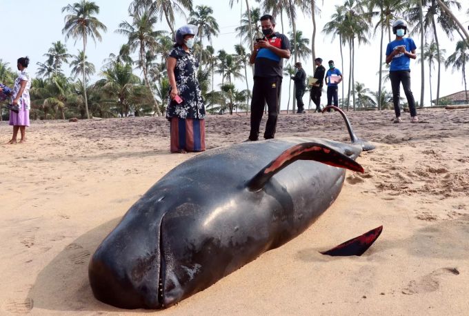 Eine Gruppe von Menschen betrachtet einen toten Wal am Strand von Panadura. Über 100 Wale, die am Montag, den 2. November 2020, an den Stränden Sri Lankas an Land gespült worden waren, wurden nach einer fast 18-stündigen Rettungsaktion erfolgreich ins Meer zurückgedrängt. Vier Wale starben jedoch, wie die regionale Marine mitteilte. Wale vor Sri Lanka