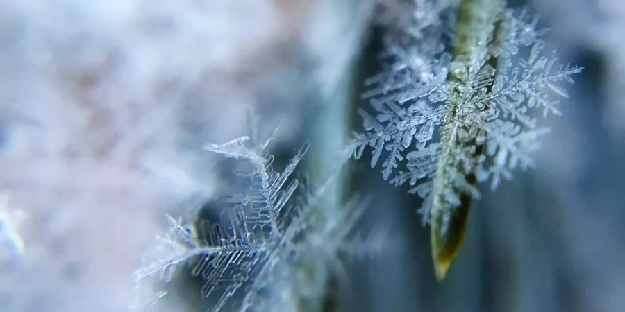 Frost Wetter