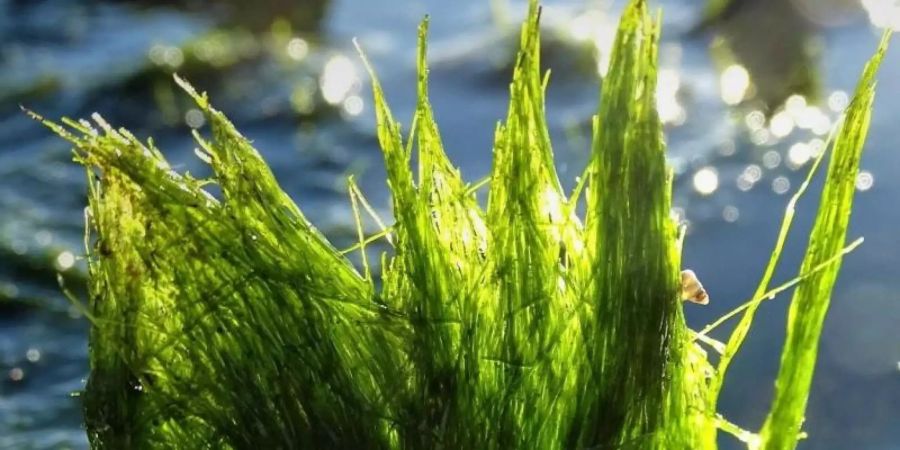 Gegenlicht lässt die schlauchartige Gestalt der Schlauchalge Vaucheria velutina leuchten. Foto: Karsten Reise/Alfred-Wegener-Institut, Helmholtz-Zentrum für Polar- und Meeresforschung/dpa