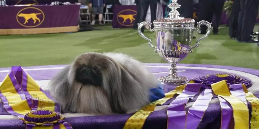 Der Pekinese Wasabi bei der Preisverleihung nach der Westminster Kennel Club Hundeshow. Foto: Kathy Willens/AP/dpa