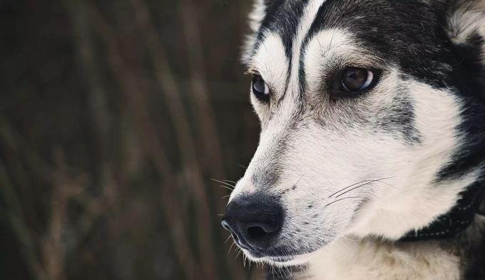 Huskys erinnern an Wölfe. Husky