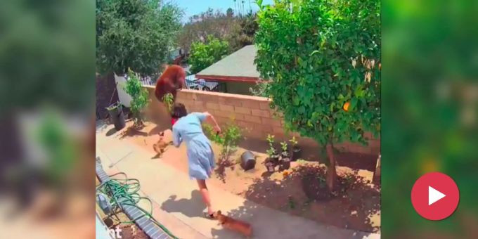 Good News - Mutige Amerikanerin (17) rettet ihre Hunde vor Bärenmutter