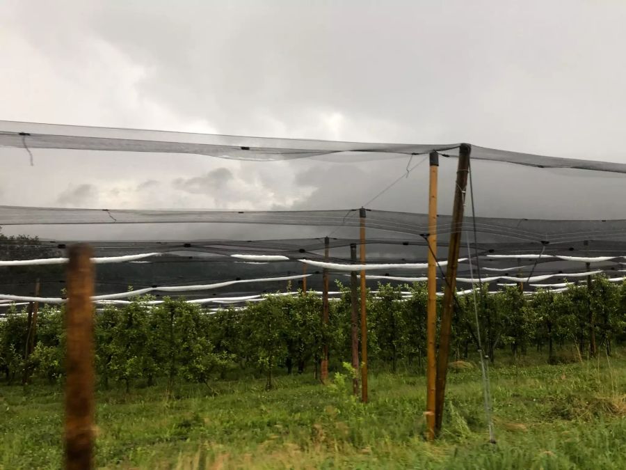 Die Hagelnetze schützen die Jungbäume vor dem Unwetter.