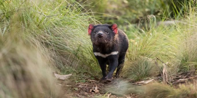 Rund 3000 Jahre nach ihrem Aussterben auf dem australischen Festland sind dort erstmals wieder Tasmanische Teufel in Freiheit geboren worden. Teufel