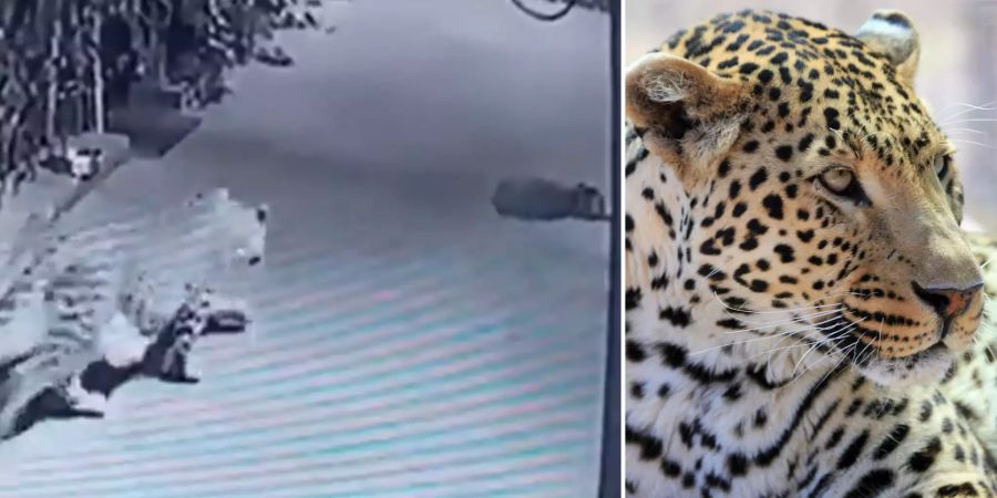 Lepard tötet Hund